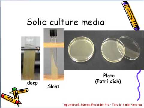 serial dilution microbiology lab report