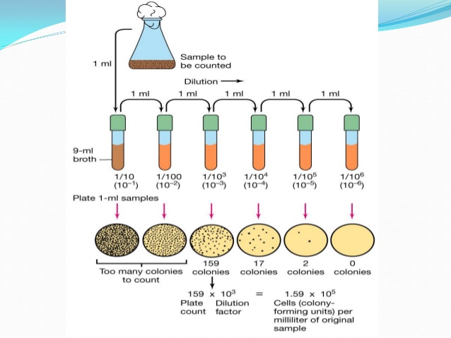 serial dilution microbiology lab report